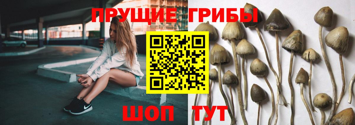 Псилоцибиновые грибы MAGIC MUSHROOMS  Псилоцибиновые грибы Cubensis  Белово  Вход с VPN 